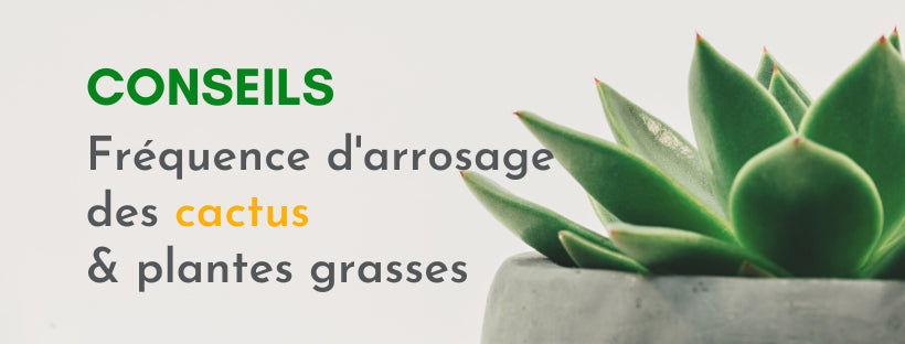 Quand Arroser un Cactus ? | L'Arroseur arros
