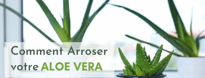 bevola aloe vera Bevola Maxi Binden Monthly Pads. 14 PCS  GermanyExpress