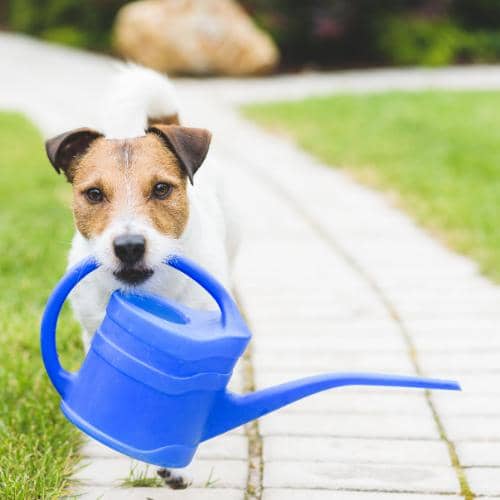 Mesto Arrosoir Plastique 1 Litre Bleu Marine - Arrosoir à Fleurs Pour Maison Et Jardin 3181DB