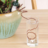 carotte arrosage plante intérieur