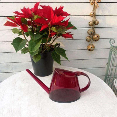 arrosoir transparent plante d'intérieur