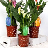 arroser par capillarité