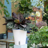 pot de fleur réservoir d'eau