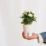 arrosage hydroponique plante