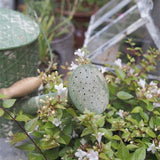 arrosoir décoratif vintage