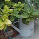 Arrosoir en zinc déco