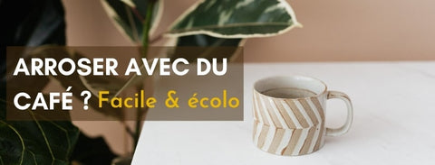arroser les plantes avec du café
