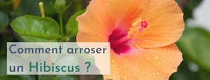 comment arroser un hibiscus ?