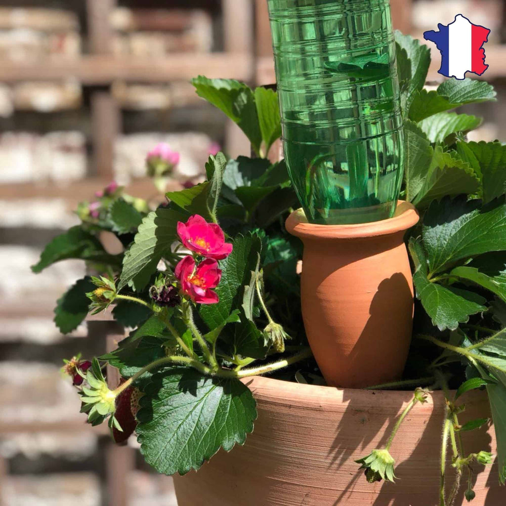 Terracotta watering cone on a bottle